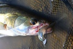 Pesca de la perca