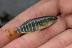 Aphanius de Córcega