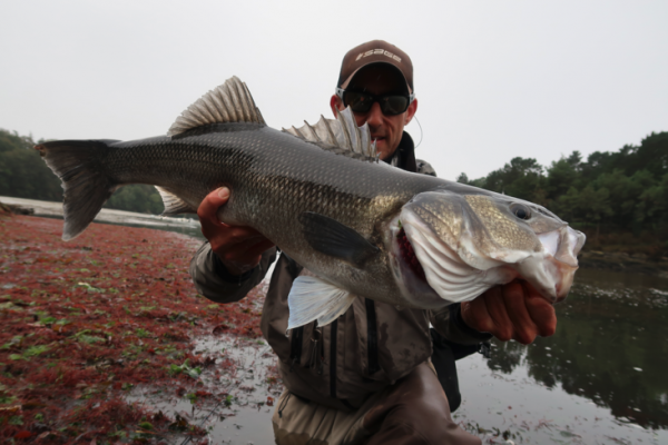 Cmo pescar grandes lubinas con mosca