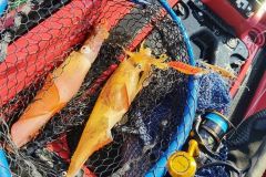 Pesca de calamares
