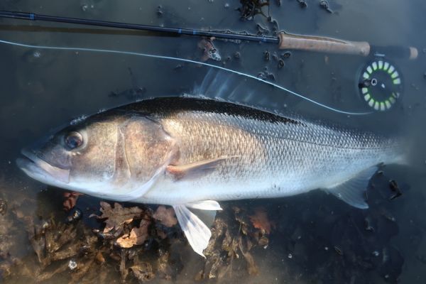 Pesca con mosca de grandes lubinas: errores que no debes cometer