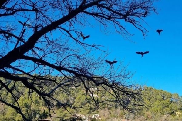 El impacto de los grandes cormoranes