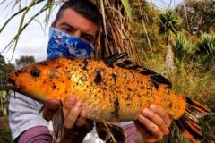 Pesca de la carpa koi en Nueva Zelanda