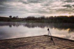 Carpa koi de Nueva Zelanda