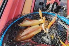 Excursiones de pesca de calamares en Bretaña