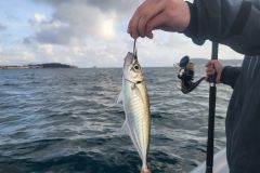 Pesca viva en el Mediterráneo