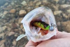 Pesca de depredadores en invierno