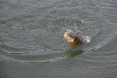 Pesca de la perca en invierno
