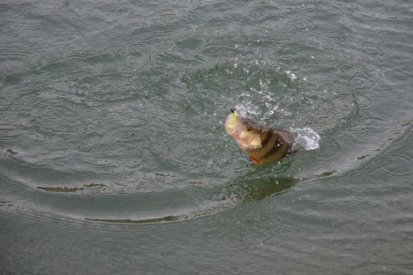 Pesca de la perca en invierno