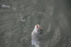 Pesca de dorada a la piedra