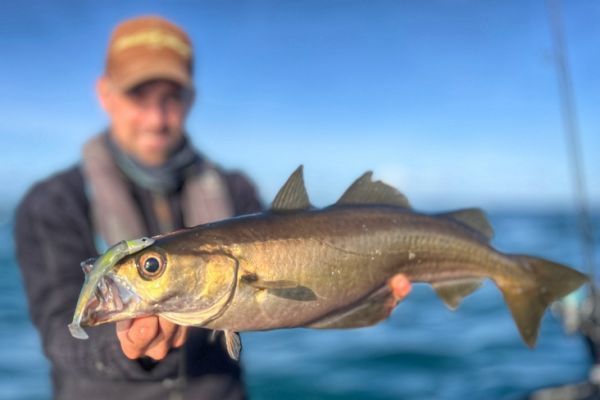 El Fiiish 120mm Black Minnow ha vuelto a hacer maravillas.