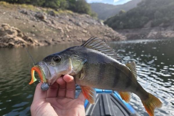 Pesca de percas en kayak