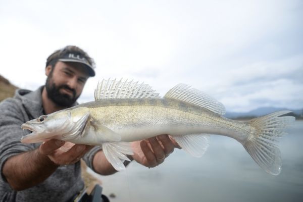 Pesca del lucioperca desde la orilla en invierno, elecci�n y adaptaci�n del material