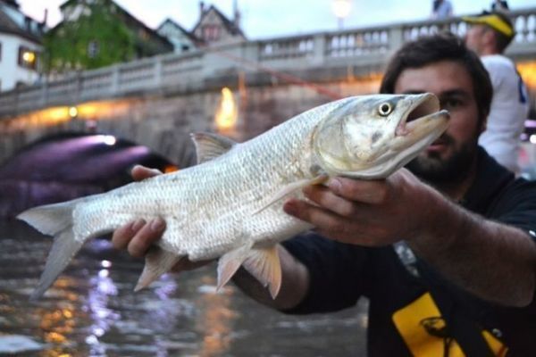 Pesca callejera en Estrasburgo, un lugar legendario para los asp
