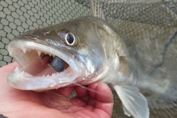 Pesca del lucioperca en invierno