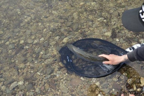 Diferentes técnicas para pescar truchas