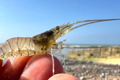 Aumento del tama�o del ramo a 5 cm