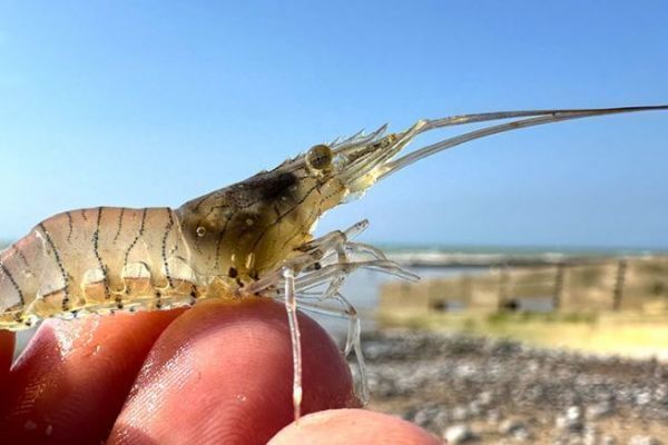 Aumento del tama�o del ramo a 5 cm