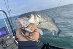 Busque zonas aisladas de arena entre las algas.