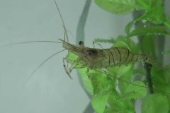Pesca de gambas
