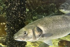 Acta de la reuni�n del Comit� 2025 de Pesca Recreativa