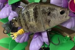 El parecido con un pez azul es asombroso