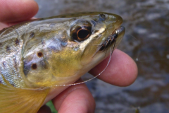 Presentaci�n de las moscas ahogadas por el autor