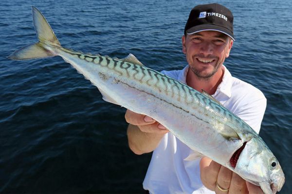 Caballa: cinco peces al día. Pesca recreativa bajo cuota