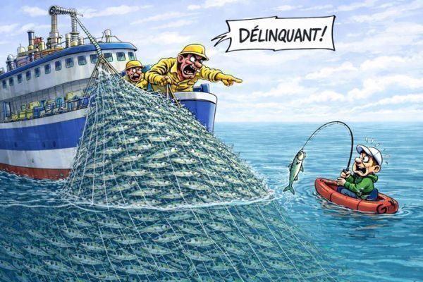 La pesca recreativa capturó el 0,65% de la caballa en Francia en 2025