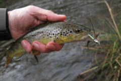 Es una buena idea tener unas cuantas imitaciones de peque�as esculturas en sus cajas.