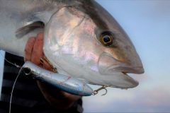 Pesca de serviolas con popper