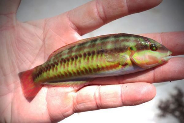 Pesca de roca en los cayos, �multitud de especies por descubrir!