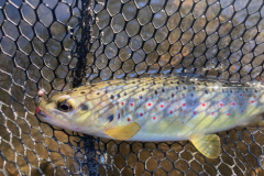 Las primeras truchas del a�o son siempre una aut�ntica delicia