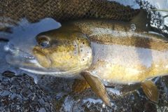 Una hermosa trucha en un peque�o se�uelo