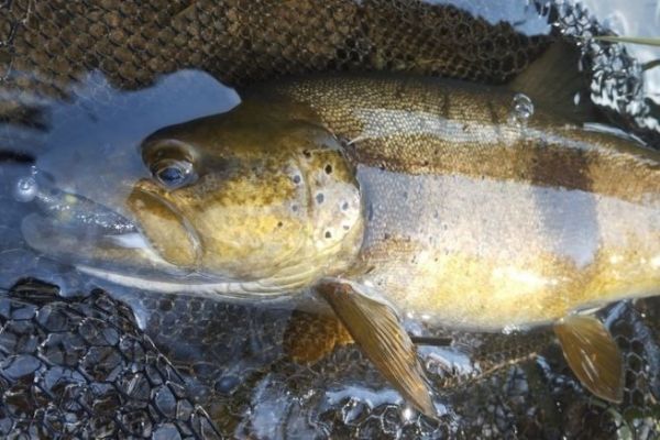 Una hermosa trucha en un pequeño señuelo