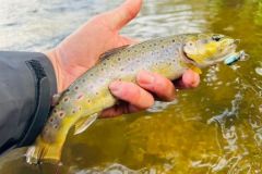 Aqu� est� una de las muchas truchas capturadas en esta salida nocturna