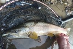 Trucha con Powertail evo