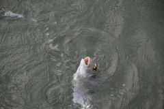 Pesca primaveral de esp�ridos