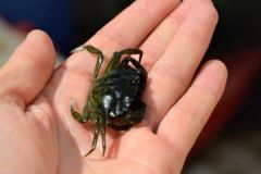 �Qu� peces se pueden pescar con cangrejos?