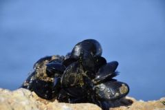 Pescar con mejillones