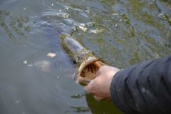 Liga del Black Bass 2026