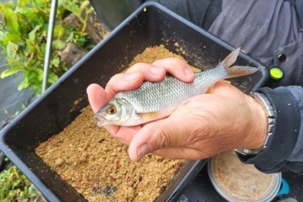 Pescar peces blancos