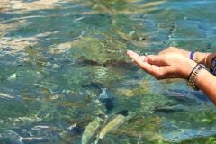 Las áreas marinas protegidas