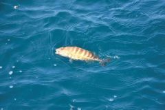 La pesca de la sopa
