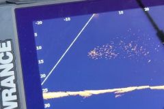 La pesca con cebo vivo, una revoluci�n tecnol�gica