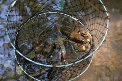 Pescar cangrejos de r�o