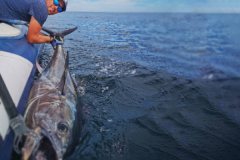 Pesca del at�n rojo
