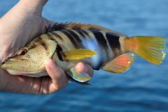 Pesca de roca