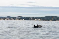 Encuentro con los delfines
