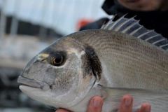 Pesca de la dorada real con red de fondo